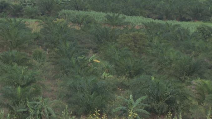 La Commune de Gisuru se dote d'une usine de transformation de palmiers à huile