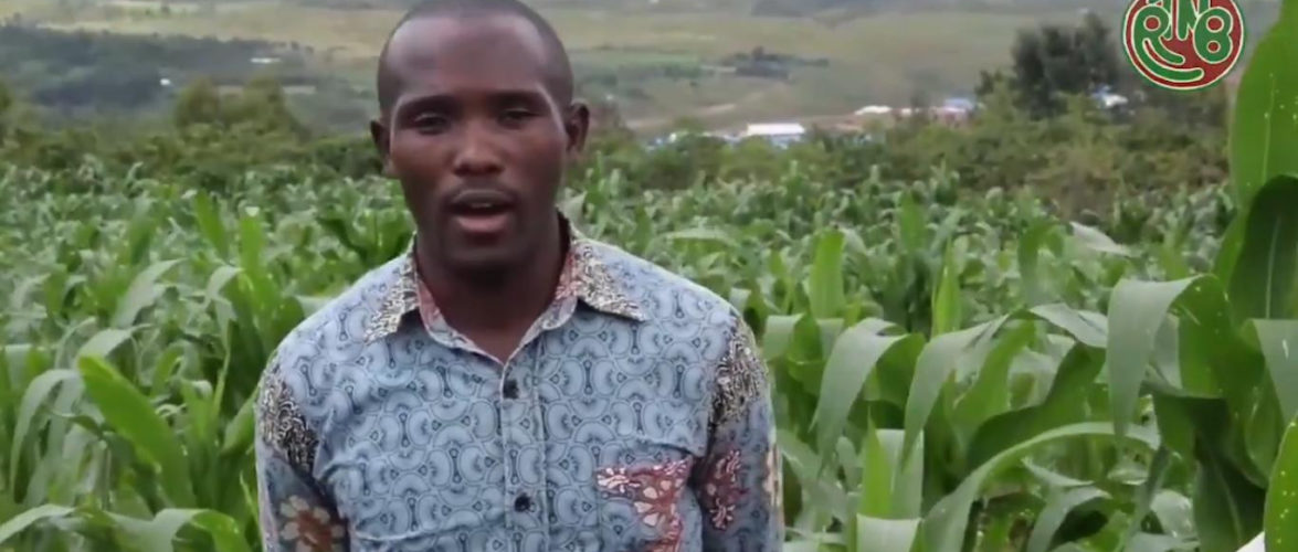Le BPEAE de NGOZI pousse à cultiver des haricots volubiles / Burundi