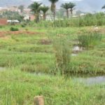 Sites Nyabugete et Gisyo : la viabilisation n’a pas respecté les zones humides