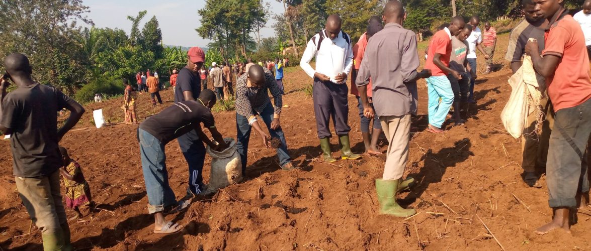 TRAVAUX DE DEVELOPPEMENT COMMUNAUTAIRE – Semer haricots et maïs dans un champ en zone KIRUNDO RURAL / BURUNDI