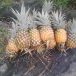 BURUNDI : Récolte des ananas à la coopérative SANGWE à colline KIVUMU / KIRUNDO