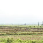 BURUNDI : La Coopérative d'Investissement Agropastoral - CIAP à RUGOMBO / CIBITOKE