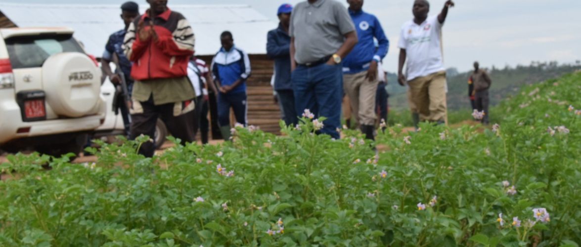 BURUNDI : Visite d’une exploitation de culture de pommes de terre à GAHOMBO, KAYANZA