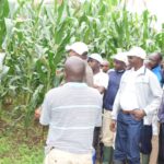BURUNDI : Un champ de maïs d'une superficie de 11 ha à RABIRO / KAYANZA