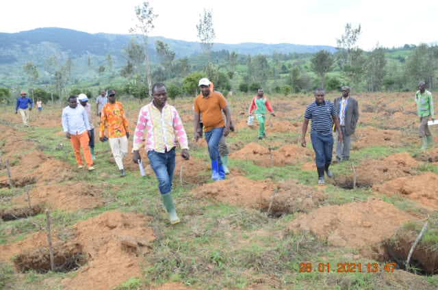 BURUNDI : ODECA –  Travaux d’extension de champs de caféiers sur 19 ha à NTAGITIKA / RUYIGI