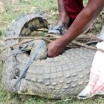 BURUNDI : Remise en liberté de 3 crocodiles élevés à MUKAZA / BUJUMBURA