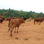 BURUNDI : Visite au Marché de bétail de KWIBUYE / MURAMVYA