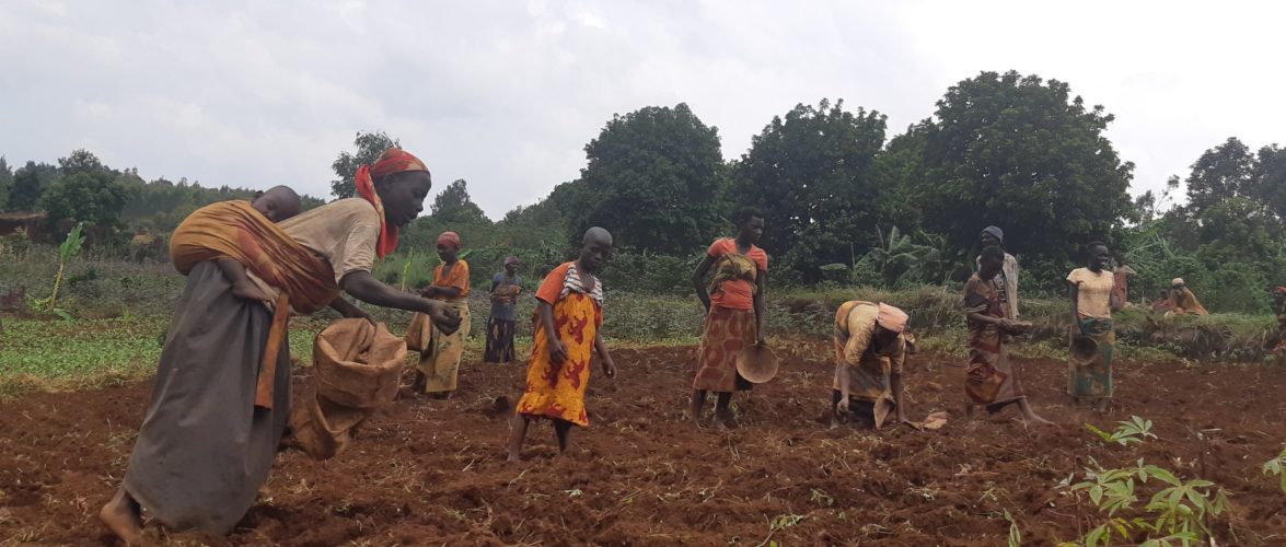 BURUNDI : TRAVAUX DE DEVELOPPEMENT COMMUNAUTAIRE – Mise en terre de 200 kg de semis de haricot à NYAMURENZA / NGOZI