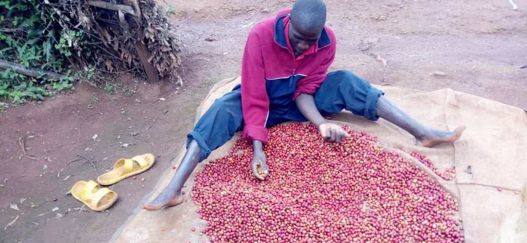 BURUNDI : Un caféiculteur de BUSIGA à NGOZI