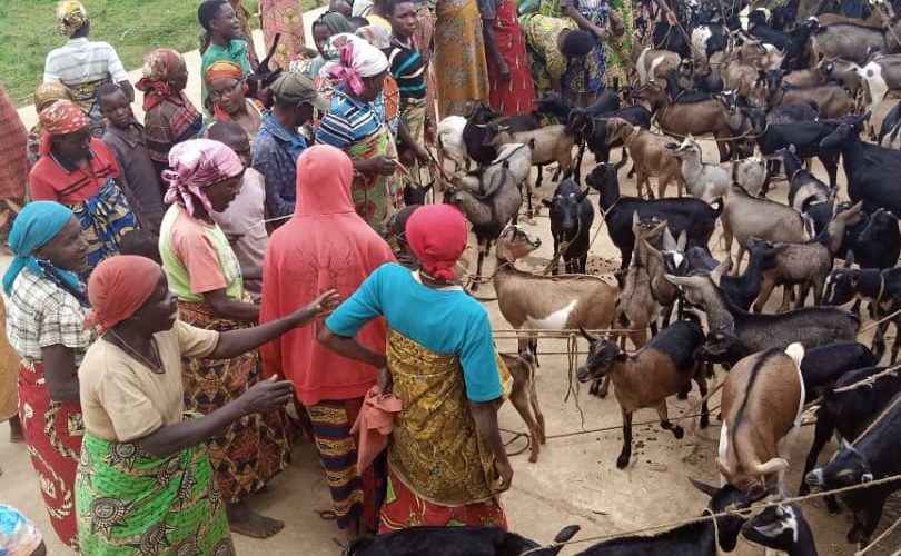 BURUNDI : Les éleveurs de la  coopérative SANGWE en colline BIBARE, ISARE / BUJUMBURA