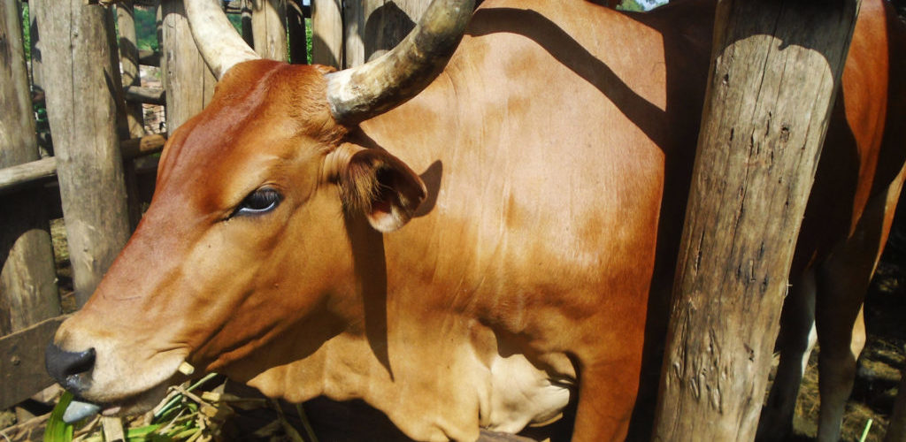 BURUNDI : La Loi de stabulation n’est pas harmonieuse pour nos vaches -inKA- / BURURI