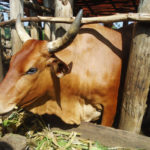 BURUNDI : La Loi de stabulation n'est pas harmonieuse pour nos vaches -inKA- / BURURI