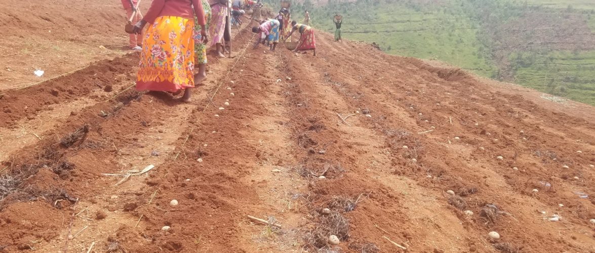 Burundi : La Coopérative Tujehamwe à Busiga cultive la pomme de terre / Ngozi