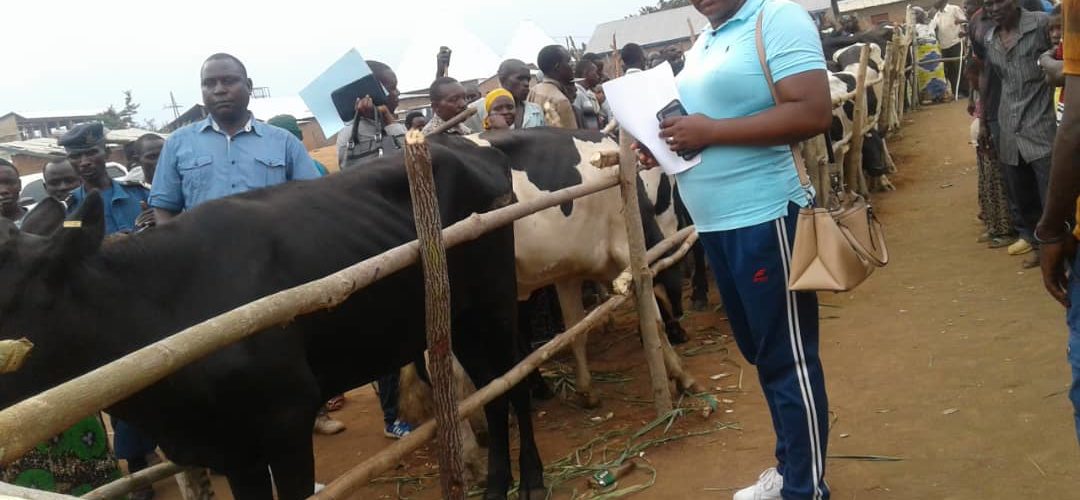 BURUNDI : 200 bovins offerts aux paysans de NYANZA-LAC / MAKAMBA
