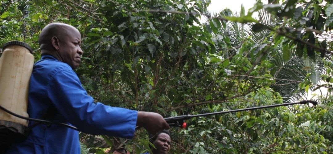 BURUNDI : Pulvériser, fertiliser et planter du café à MUREMERA, BUGANDA / CIBITOKE