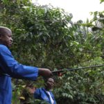 BURUNDI : Pulvériser, fertiliser et planter du café à MUREMERA, BUGANDA / CIBITOKE