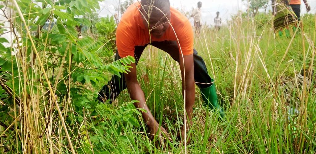 Burundi : Travaux de Développement Communautaire – Planter plus de 4.000 plants d’eucalyptus à CENDAJURU / CANKUZO