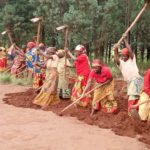 BURUNDI : Les coopératives de MBUYE cultivent le café à KABUYE et TABA / MURAMVYA