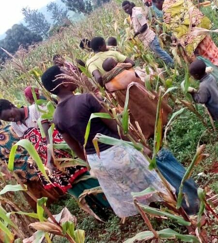 BuRuNDi : Récolte de maïs en colline KaVoMo à KiRuNDo