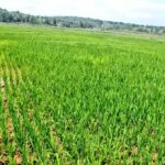 BuRuNDi : Sensibilisation aux bonnes pratiques chez les riziculteurs à KaYaNZa