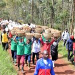 BuRuNDi : La coopérative CIAP récolte ses pommes de terre à GiSHiKaNWa / NGoZi