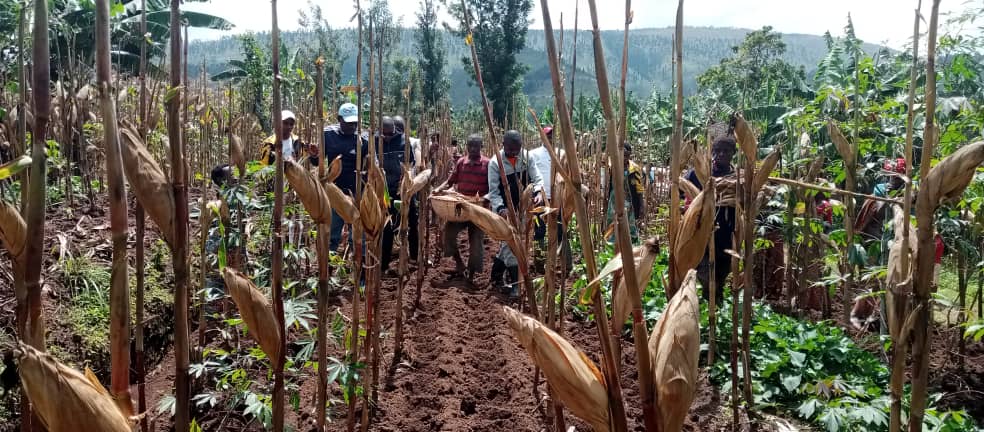 BuRuNDi : La coopérative SHiGiKiRa a produit 100 tonnes de maïs à BuGeNDaNa / GiTeGa