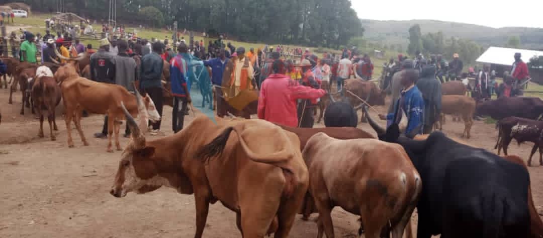 BuRuNDi : Vente de vaches au rabais faute de fourrage à CaNKuZo