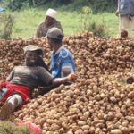 Burundi : La coopérative Sangwe Kanyunya à Mukike a récolté 40 t de pommes de terre / Bujumbura