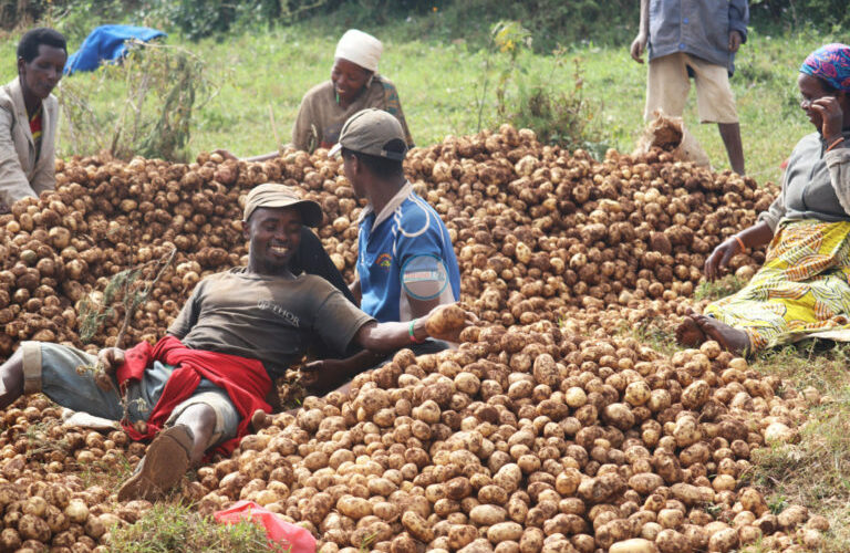 Burundi : La coopérative Sangwe Kanyunya à Mukike a récolté 40 t de pommes de terre / Bujumbura