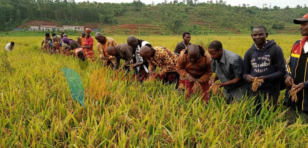 Burundi / Chine : Ngozi veut passer d’une production de 300 à 10.500 tonnes de riz