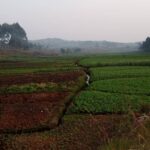 Burundi : Les grains de maïs reçus n'ont pas poussé à Bweru / Ruyigi
